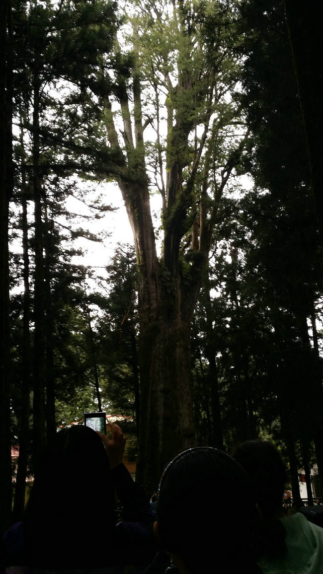 阿里山神樹